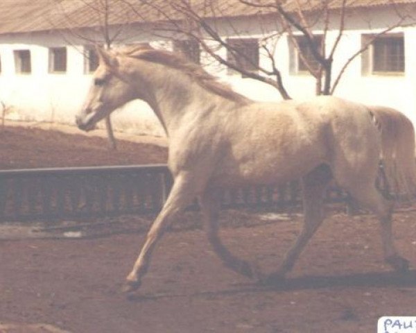 broodmare Pauza 1971 ox (Arabian purebred, 1971, from Aswan 1958 EAO)