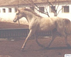 broodmare Pauza 1971 ox (Arabian purebred, 1971, from Aswan 1958 EAO)