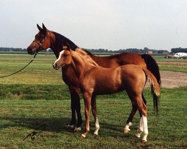 broodmare Verba ox (Arabian purebred, 1983, from Murmansk 1977 ox)