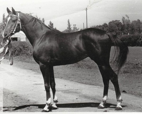 Deckhengst Murmansk 1977 ox (Vollblutaraber, 1977, von Muscat 1971 ox)
