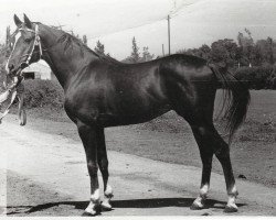 stallion Murmansk 1977 ox (Arabian purebred, 1977, from Muscat 1971 ox)