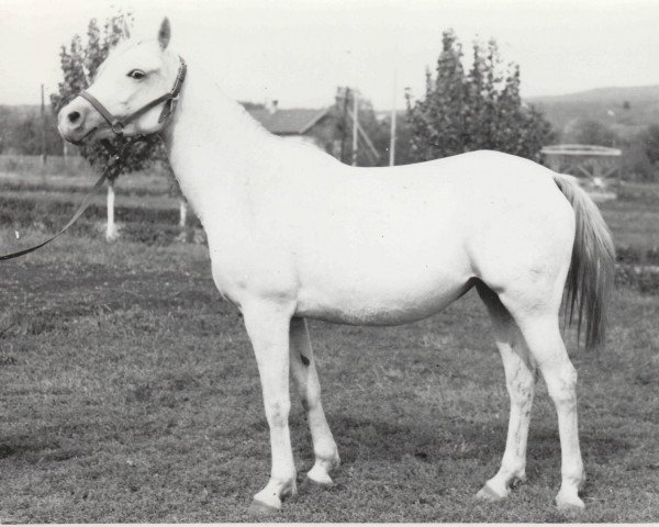 broodmare Nit 1968 ox (Arabian purebred, 1968, from Aswan 1958 EAO)