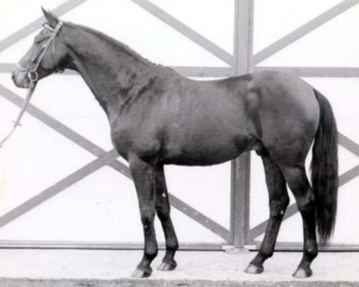 Deckhengst Morgenstrahl (Trakehner, 1975, von Tannenberg)