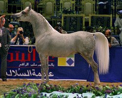 stallion WH Justice ox (Arabian purebred, 1999, from Magnum Psyche ox)