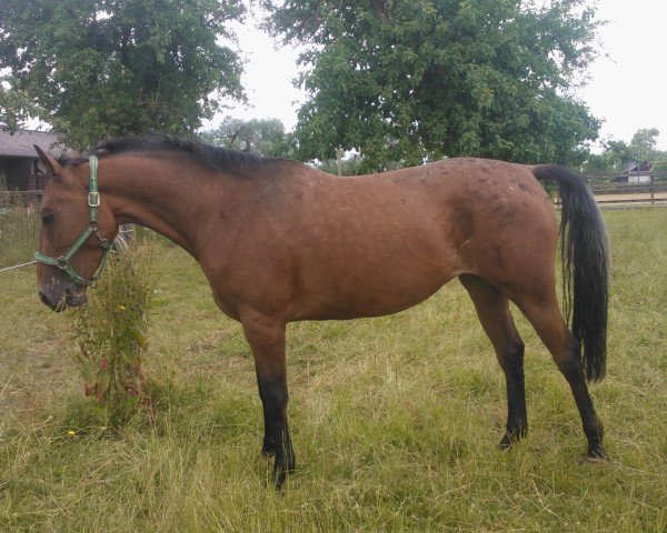 Pferd Coralea B (Deutsches Reitpferd, 2010, von Corazen)