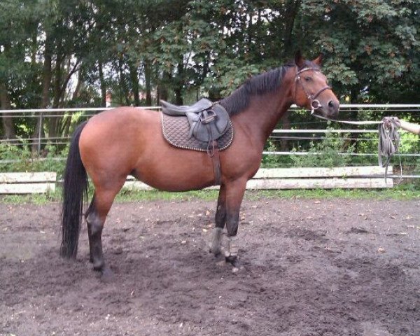 broodmare Cyriana (Württemberger, 2006, from Cyrano de Bergerac)