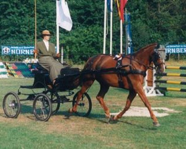 broodmare Helena v. Oranien (Trakehner, 1988, from Anduc)