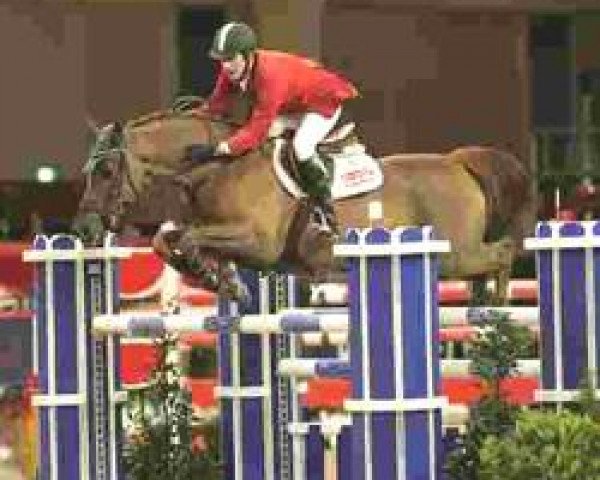 stallion Kairos (Trakehner, 1996, from Leonardo)