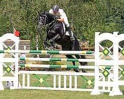 jumper Caruso Nero (Trakehner, 1999, from Arcus xx)