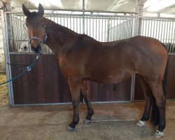 broodmare Alice F (German Sport Horse, 2007, from Askanier)