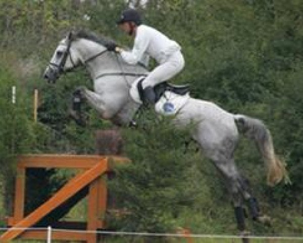 horse Finch Hatton 3 (Trakehner, 1994, from Suchard)