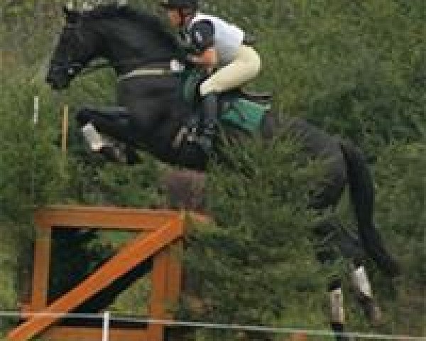 horse Altefeld's Rob Roy (Trakehner, 1997, from Sixtus) horse Altefeld's Rob Roy (Trakehner, 1997, from Sixtus)