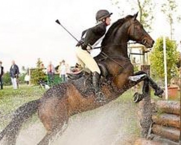 horse Fordon TSF (Trakehner, 1992, from Upan la Jarthe AA)