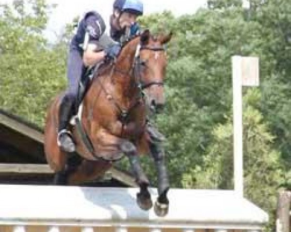 jumper Salino (Trakehner, 1994, from Saint Cloud)