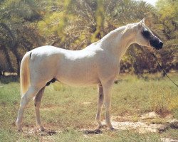 stallion Pakistan 1979 ox (Arabian purebred, 1979, from Kumir 1973 ox)