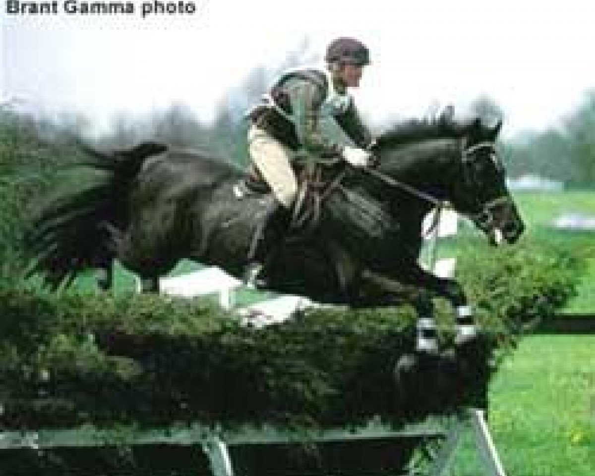 stallion Amethyst (Trakehner, 1980, from Amor II)