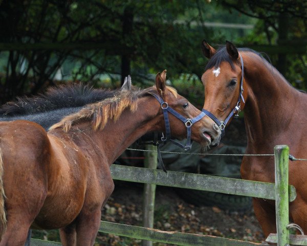 horse Questera G.i.H. (Westphalian, 2007, from Quality 9)