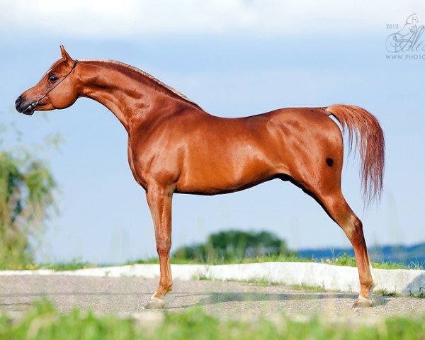 stallion Nizami 2007 ox (Arabian purebred, 2007, from WH Justice ox)
