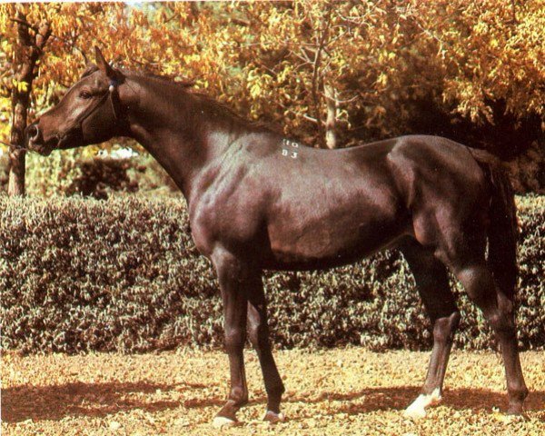 stallion Vympel 1983 ox (Arabian purebred, 1983, from Menes 1977 ox)