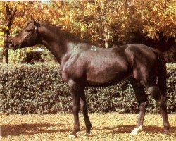 stallion Vympel 1983 ox (Arabian purebred, 1983, from Menes 1977 ox)