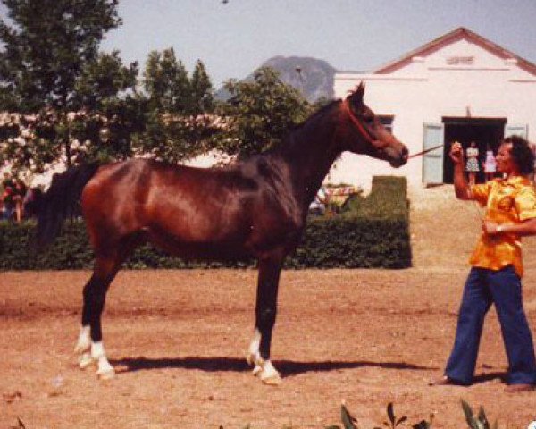 broodmare Molva 1971 ox (Arabian purebred, 1971, from Aswan 1958 EAO)
