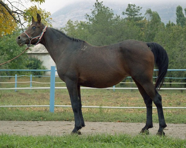 broodmare Bulon 1990 ox (Arabian purebred, 1990, from Naftalin 1977 ox)