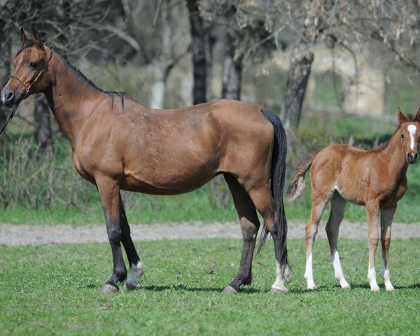 broodmare Baigora 1995 ox (Arabian purebred, 1995, from Gusar 1984 ox)