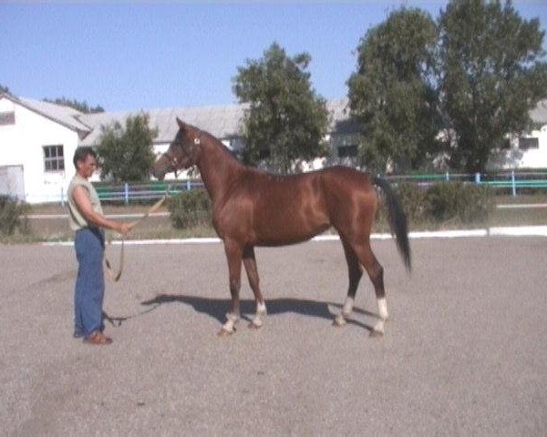broodmare Albania 2001 ox (Arabian purebred, 2001, from Balaton 1982 ox)