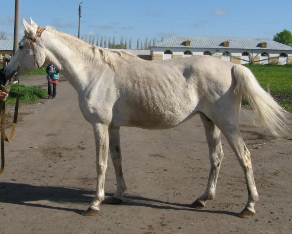 broodmare Diplomantka 1985 ox (Arabian purebred, 1985, from Mascat 1976 ox)