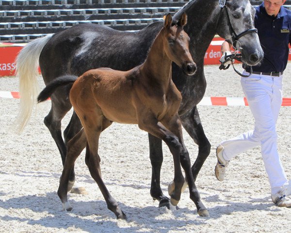 Springpferd Quad Roo B (Württemberger, 2013, von Quintana Roo)