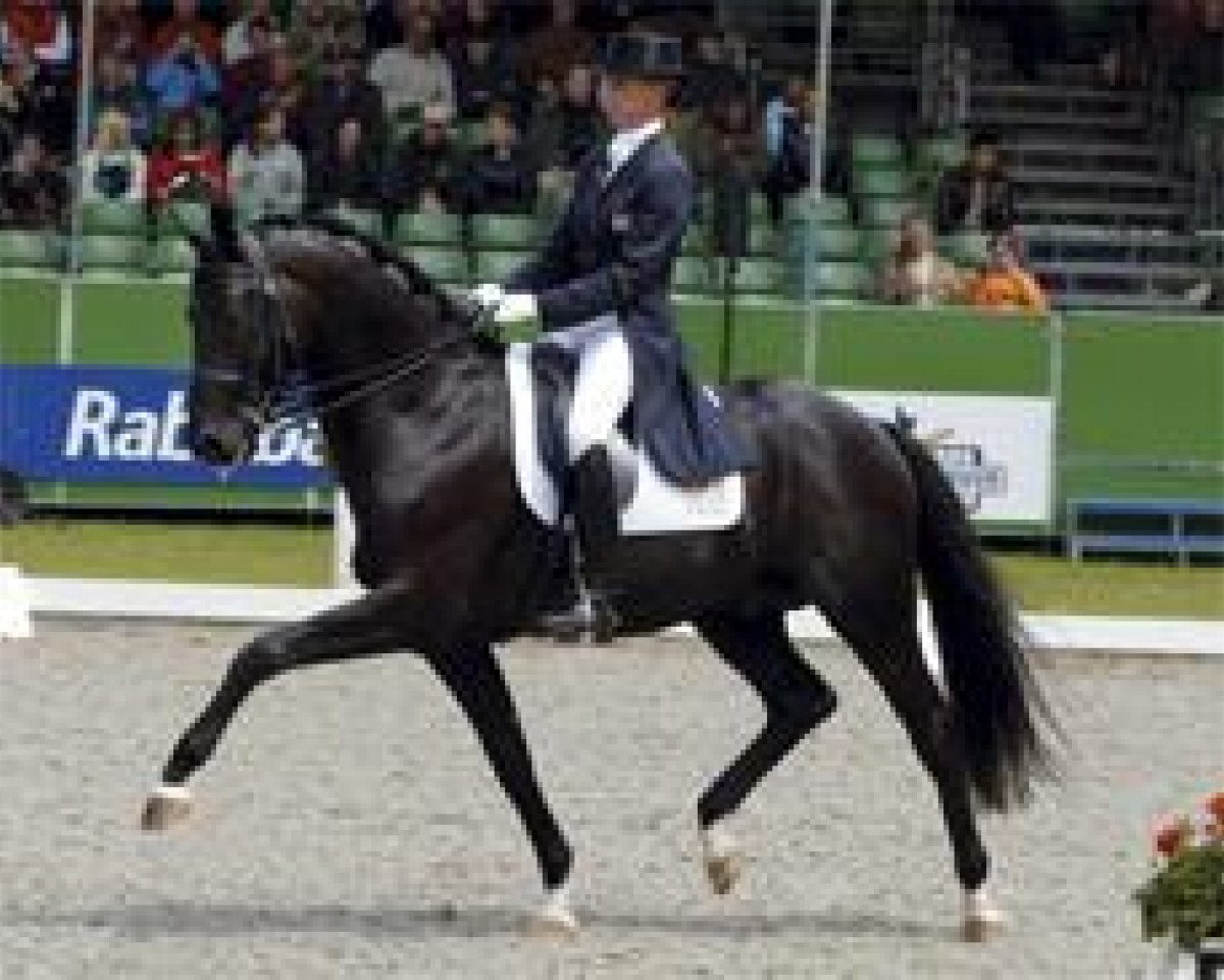 Deckhengst Painted Black (KWPN (Niederländisches Warmblut), 1997, von Gribaldi)