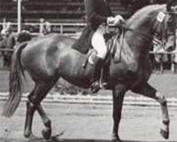 broodmare Illusion II (Trakehner, 1963, from Flugsand)