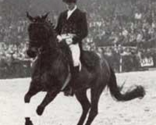 dressage horse Hirtentraum (Trakehner, 1967, from Traumgeist xx)