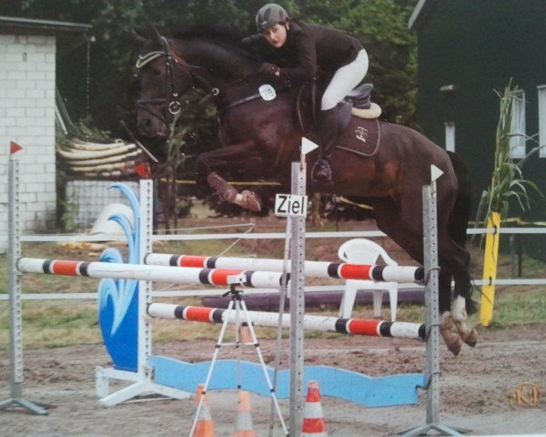 jumper Escada 232 (Hanoverian, 2003, from El Bundy)