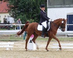 Cavallo da Dressage Carolina (Pony da Sella Tedesco, 1993, di Colorado)