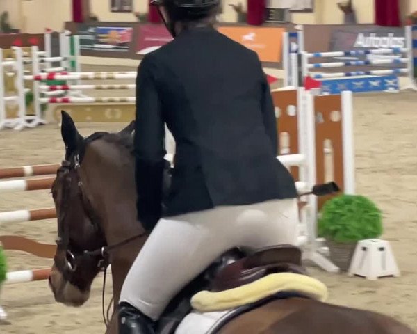 Video of Mps Bold Ruler