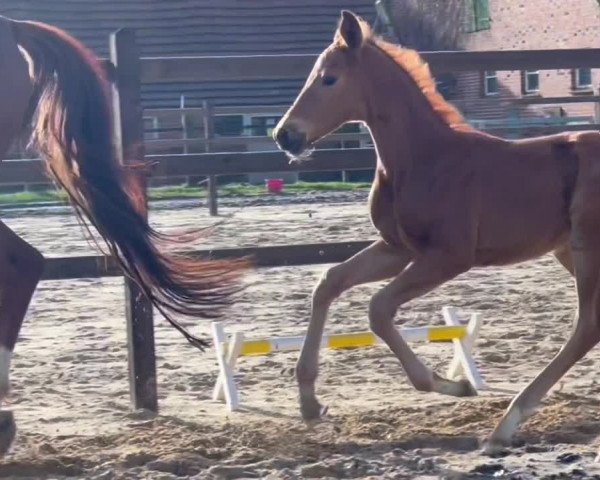 Video von Vitalia