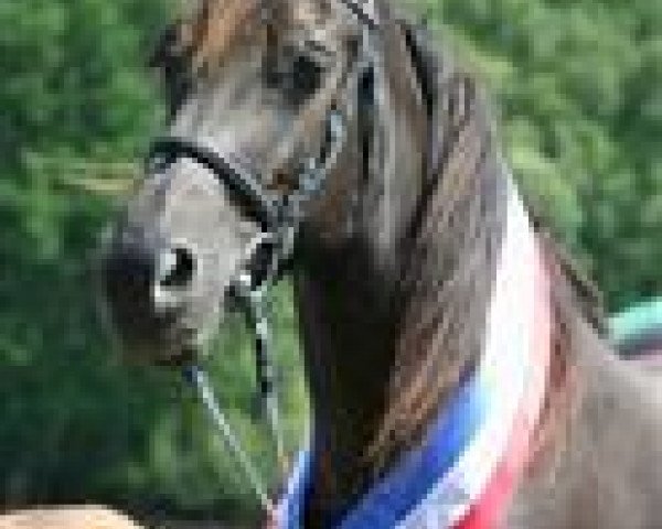 broodmare Santana (Welsh-Cob (Sek. D), 1997, from Fronarth Trysor)