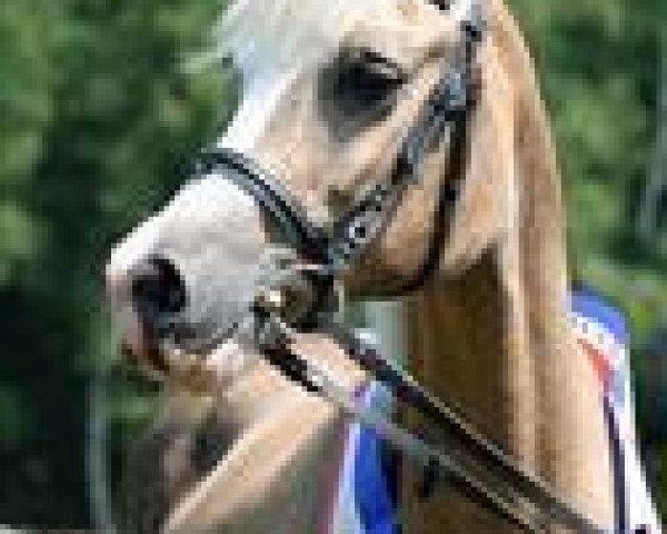 Zuchtstute Sophie (Welsh-Cob (Sek. D), 1992, von Synod Nickelcoin)