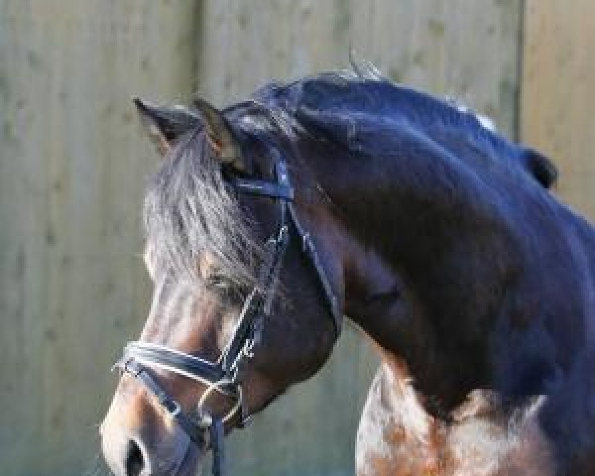 stallion Nock Out (Welsh-Cob (Sek. D), 2002, from Synod Nickelcoin)