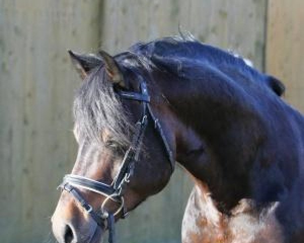 stallion Nock Out (Welsh-Cob (Sek. D), 2002, from Synod Nickelcoin)