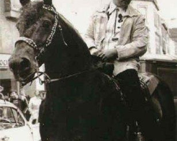 stallion Madeni Welsh Comet (Welsh-Cob (Sek. D), 1955, from Garibaldi Welsh Flyer) stallion Madeni Welsh Comet (Welsh-Cob (Sek. D), 1955, from Garibaldi Welsh Flyer)