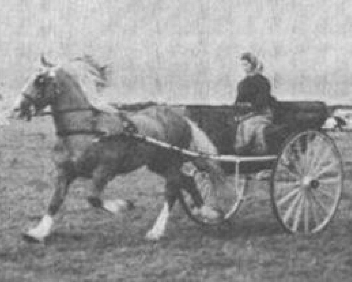 Deckhengst Tyngwndwn Cream Boy (Welsh-Cob (Sek. D), 1957, von Mathrafal)