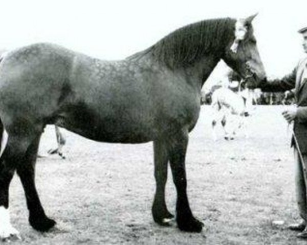 broodmare Parc Pride (Welsh-Cob (Sek. D), 1960, from Pentre Eiddwen Comet) broodmare Parc Pride (Welsh-Cob (Sek. D), 1960, from Pentre Eiddwen Comet)