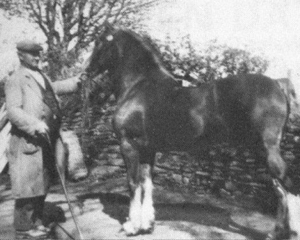 Deckhengst Meiarth Royal Eiddwen (Welsh-Cob (Sek. C), 1939, von Brenin Gwalia) Deckhengst Meiarth Royal Eiddwen (Welsh-Cob (Sek. C), 1939, von Brenin Gwalia)