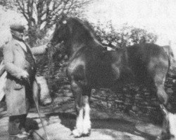 stallion Meiarth Royal Eiddwen (Welsh-Cob (Sek. C), 1939, from Brenin Gwalia)