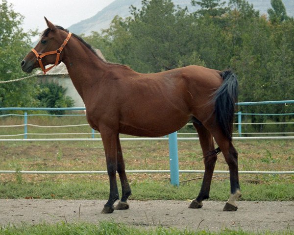 broodmare Maritsa 1986 ox (Arabian purebred, 1986, from Naftalin 1977 ox)