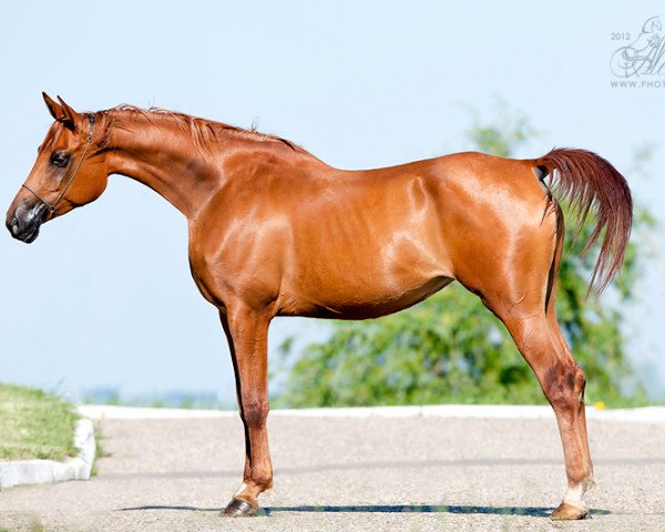 broodmare Vupi 2006 ox (Arabian purebred, 2006, from Parusnik 1987 ox)