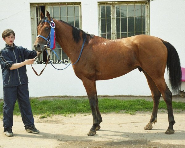 stallion Beg 2000 ox (Arabian purebred, 2000, from Gepard 1984 ox)