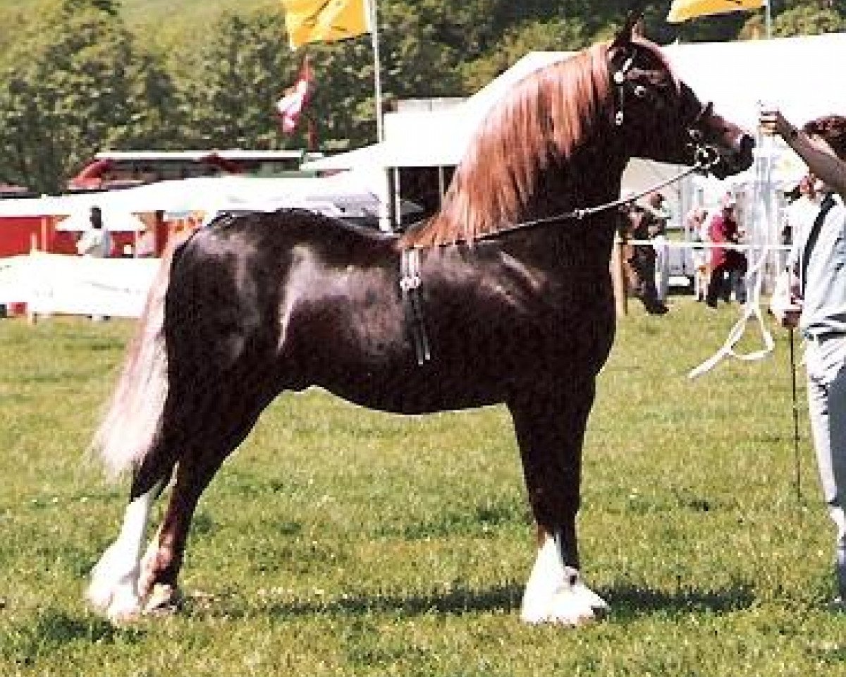 Deckhengst Kilgour Welsh Monarch (Welsh-Cob (Sek. D), 1972, von Rhosfarch Frenin)